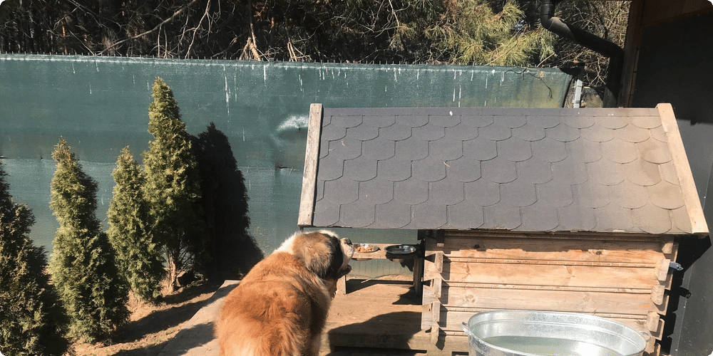 Étapes pour nettoyer la niche de votre chien
