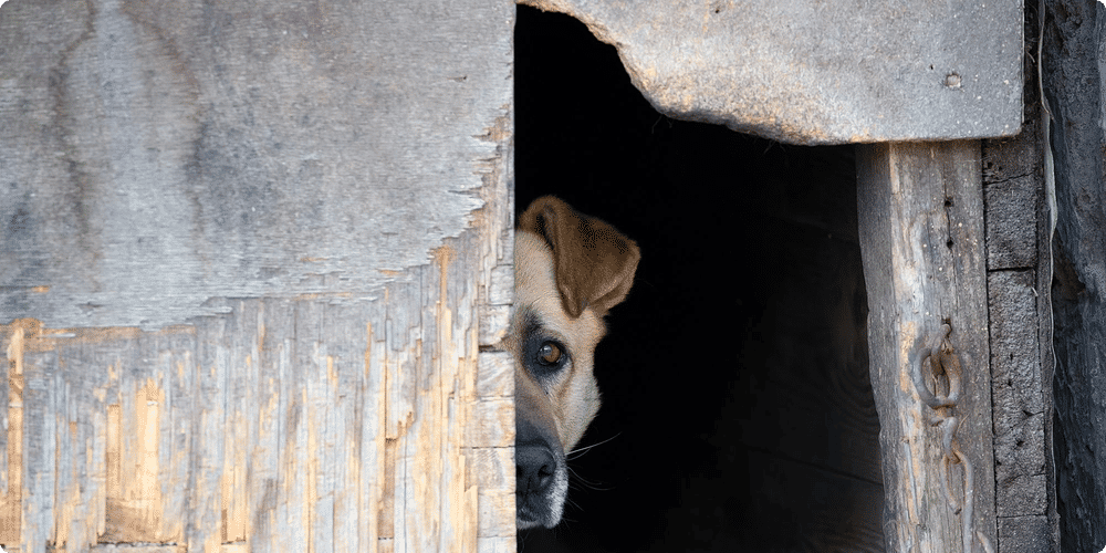 Guide complet pour l'entretien de la niche de votre chien