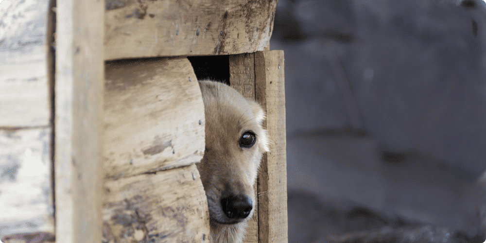 Avantages d'une niche en bois