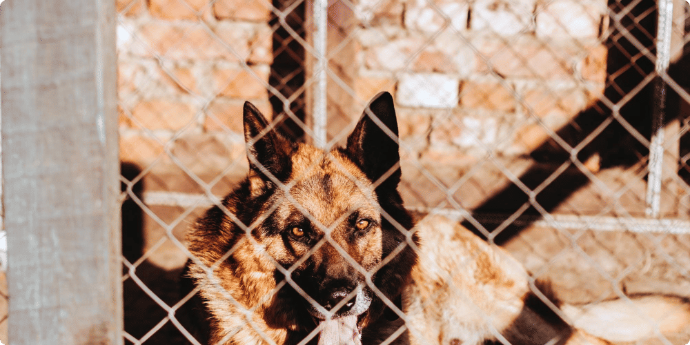 Les raisons de choisir une niche en bois pour votre chien