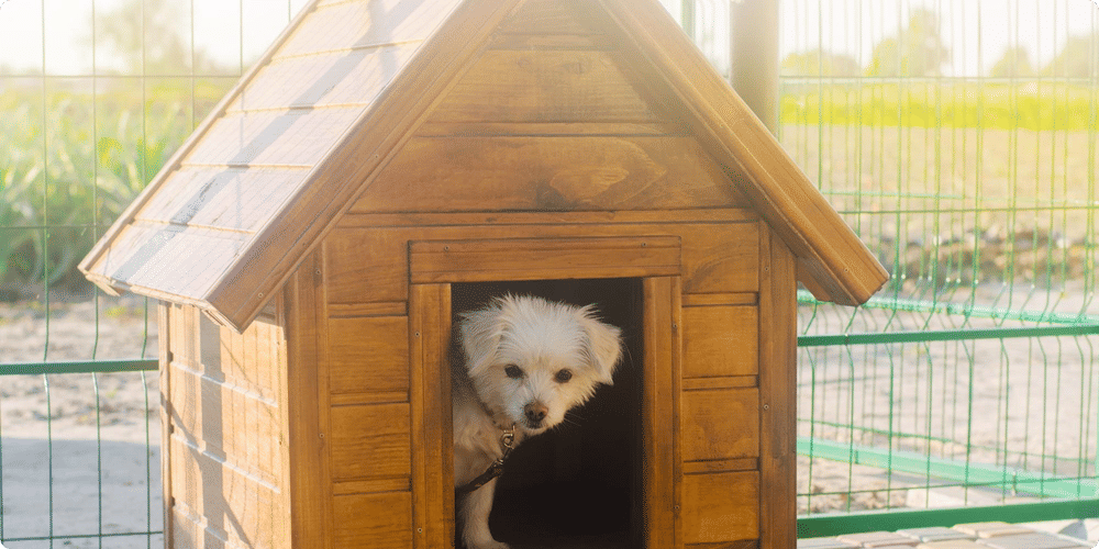 Comment mesurer son chien
