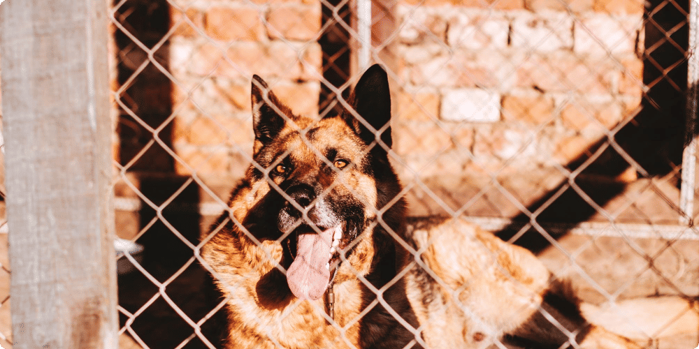 Confort et sécurité pour votre chien
