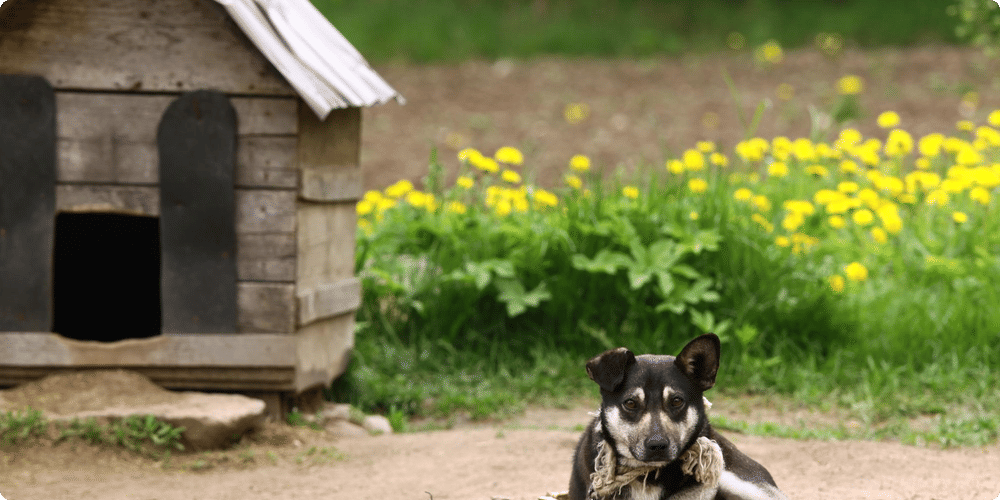 Impact positif sur le comportement du chien